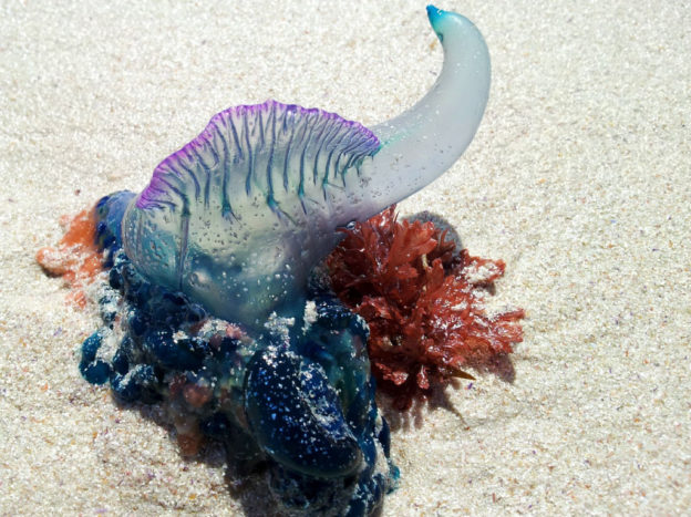 Portuguese Man O' War Facts, Pictures, Video & Information