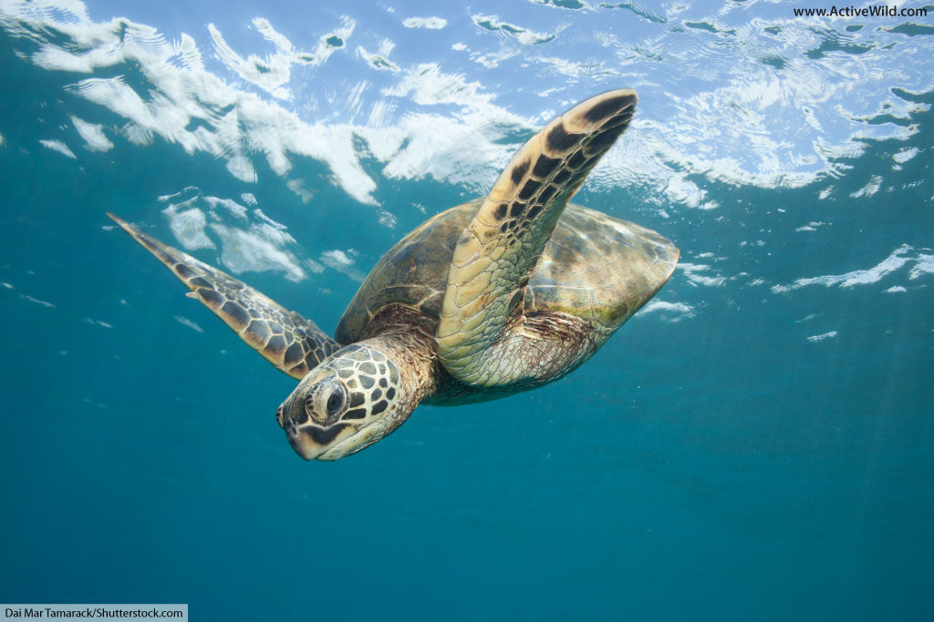 Green Sea Turtle Habitat For Kids Green Sea Turtle Habitat For Kids