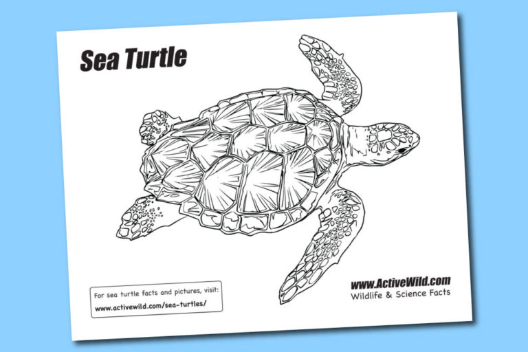 Sea Turtles Facts, Pictures &amp; Information for Kids &amp; Adults: Ultimate Guide
