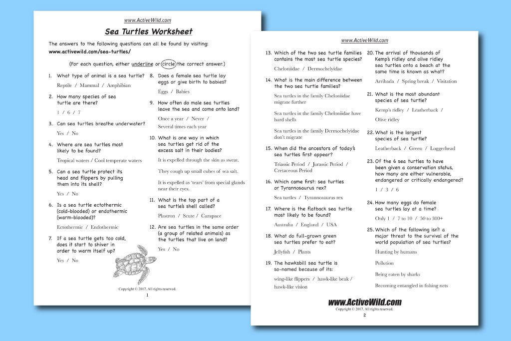 free sea turtles worksheet download