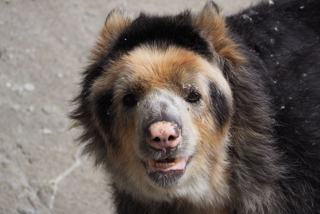 spectacled bear face