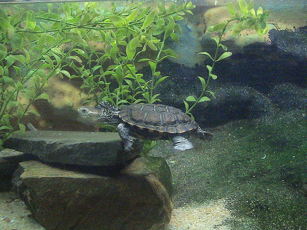 Western swamp turtle