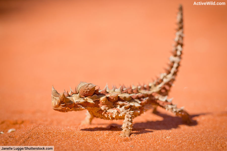 Desert Animals List With Pictures & Amazing Facts