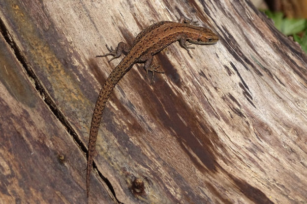 British Reptiles List, Pictures & Facts: Includes Every Reptile In The UK