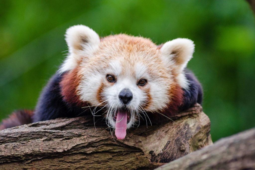 red panda yawning