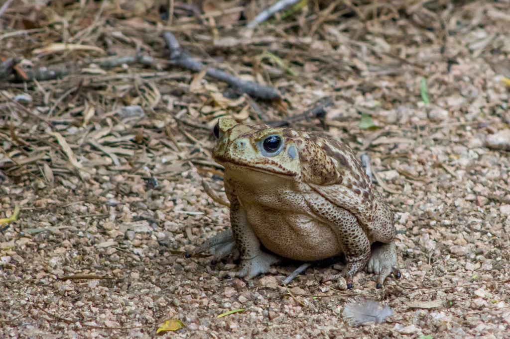 cane toad