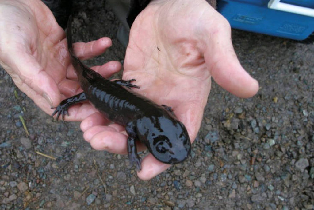 Pacific Giant Salamander