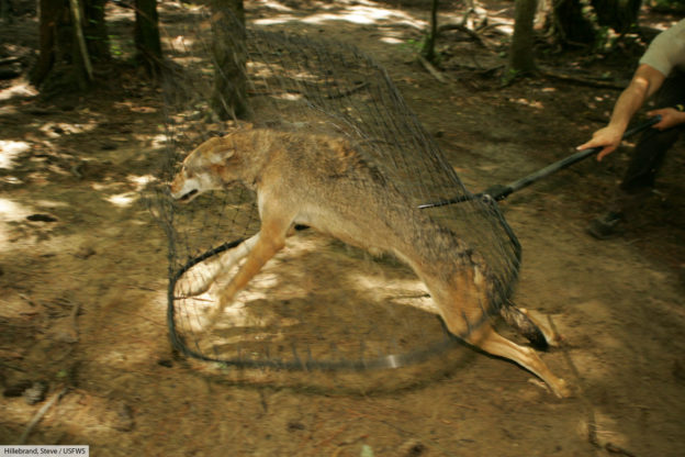 Red Wolf Facts & Pictures, Critically Endangered Mammal, Complete Guide