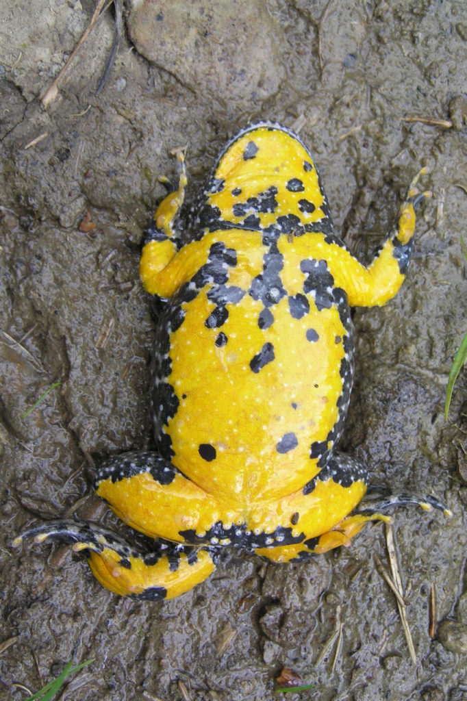 yellow bellied toad
