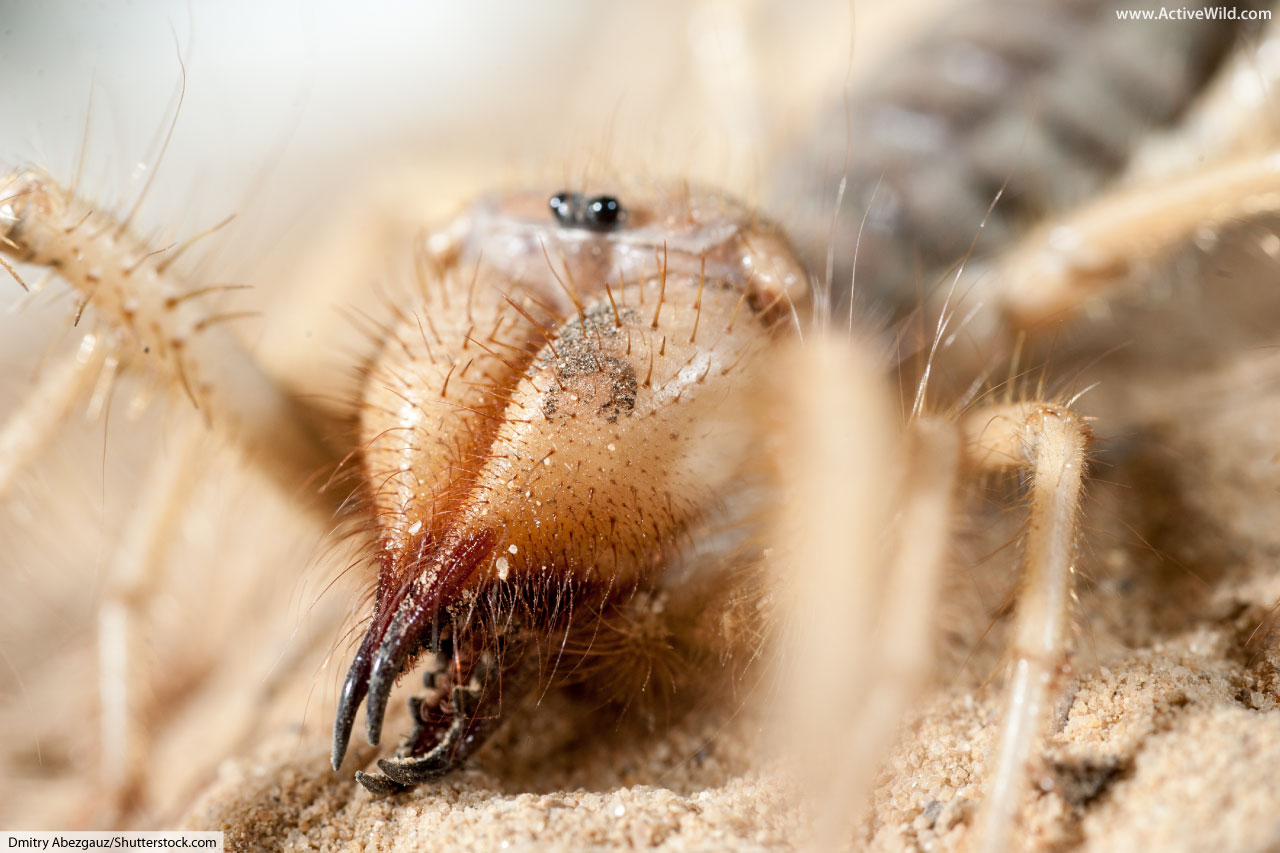 Camel Spider Facts