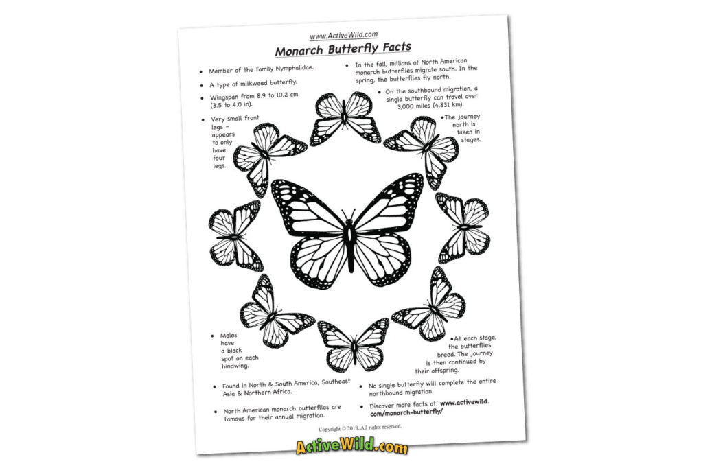 Monarch Butterfly Facts Pictures Video Find Out About The Lifestyle