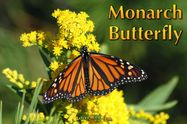 Monarch Butterfly Facts Pictures Video Find Out About The Lifestyle World Famous Migration
