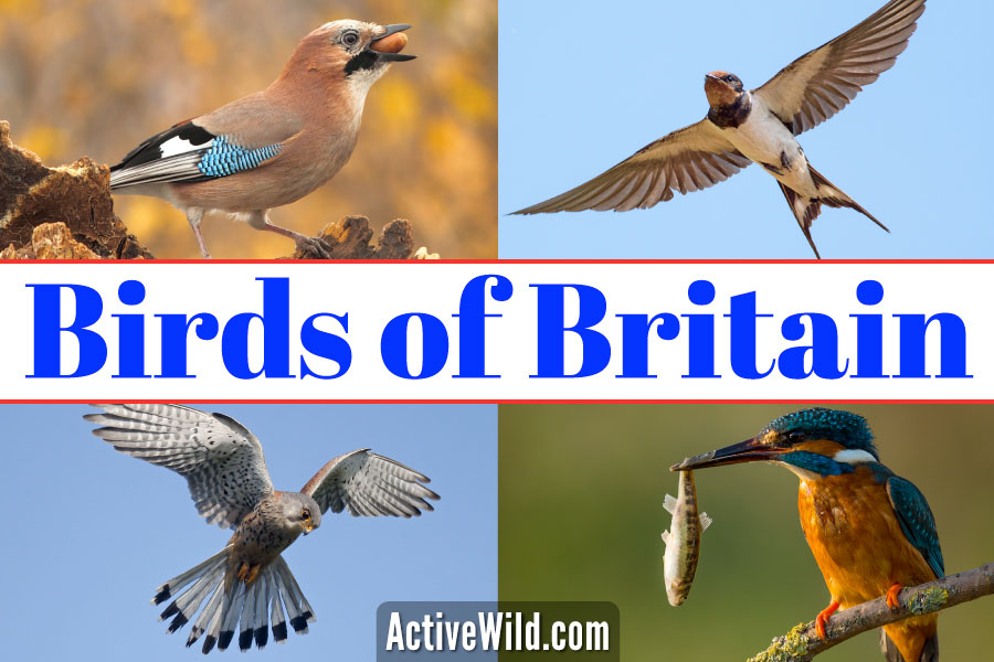 birds of britain