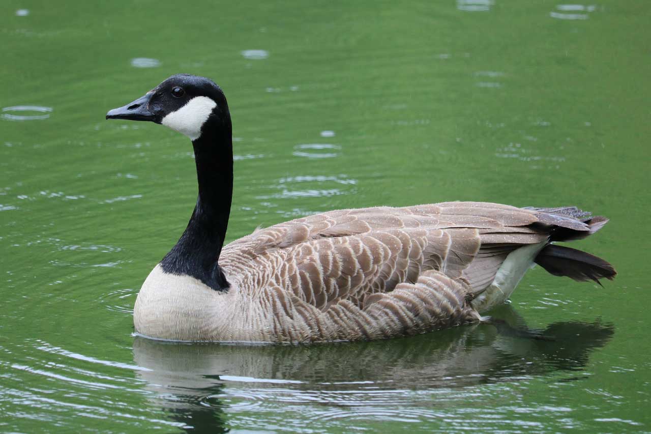 Canada Goose