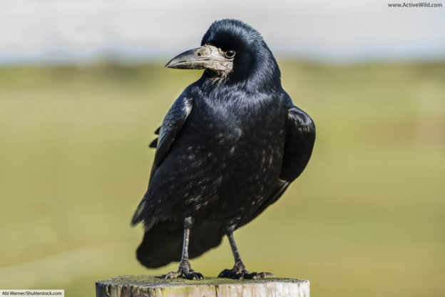 British Rook Images List of Common British Birds With Pictures & Facts For Kids & Adults