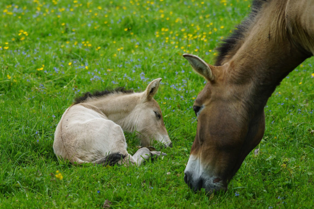 baby przewalskis horse foal and mother