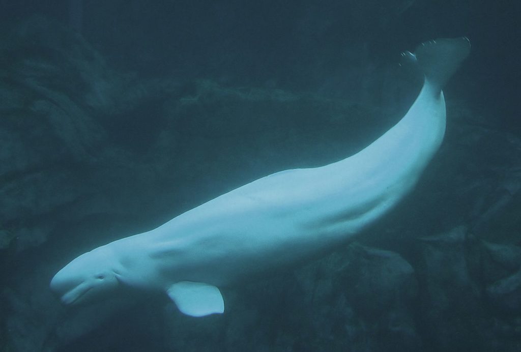 beluga whale swimming underwater