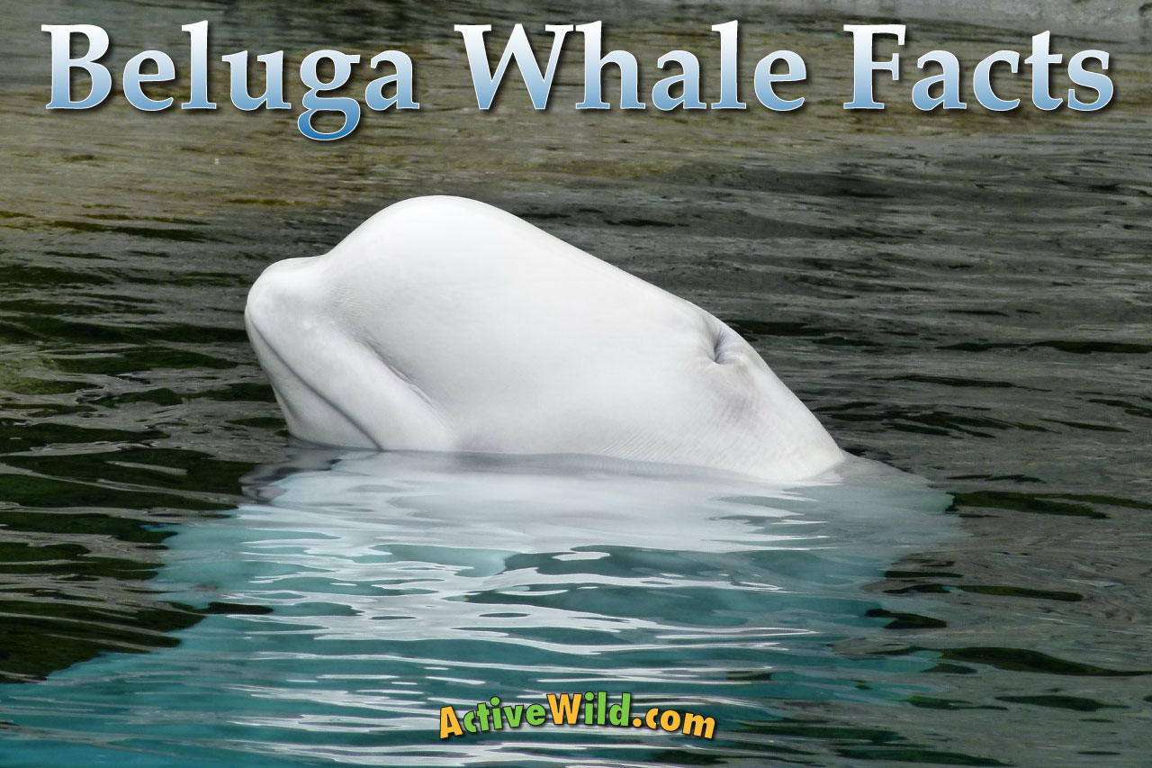 beluga whale facts