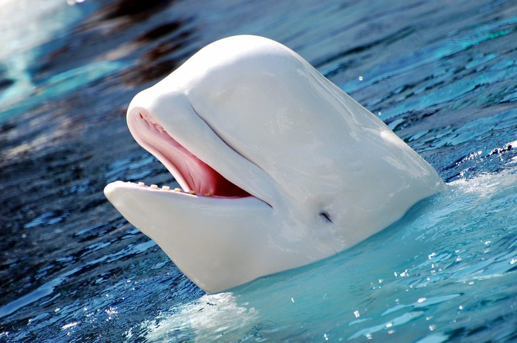 beluga-whale-smiling