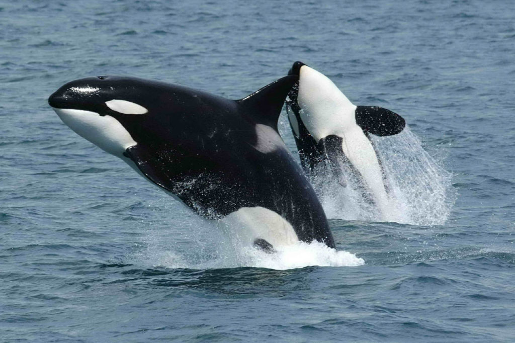 killer whales breaching