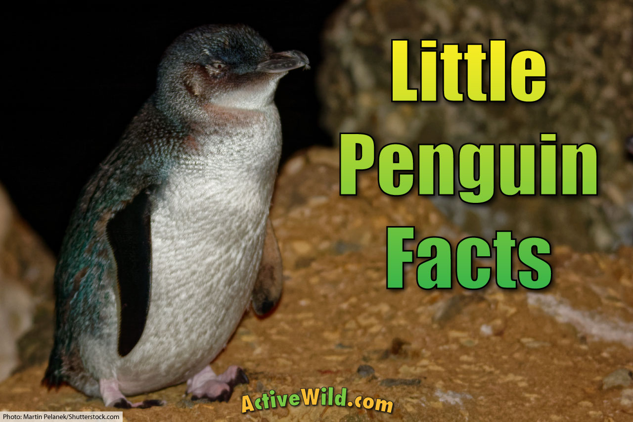 Printable Penguin Facts Printable Penguin Facts