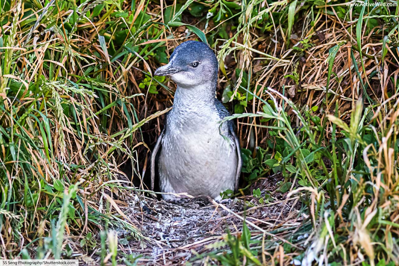 Little blue fairy penguin with the most beautiful eyes : r/aww