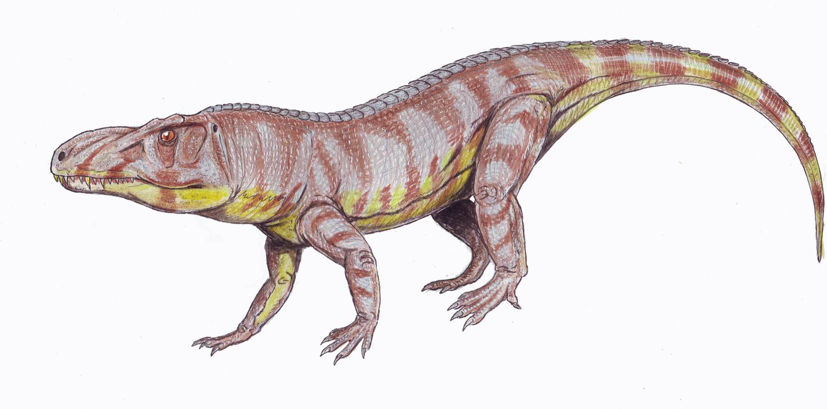Luperosuchus