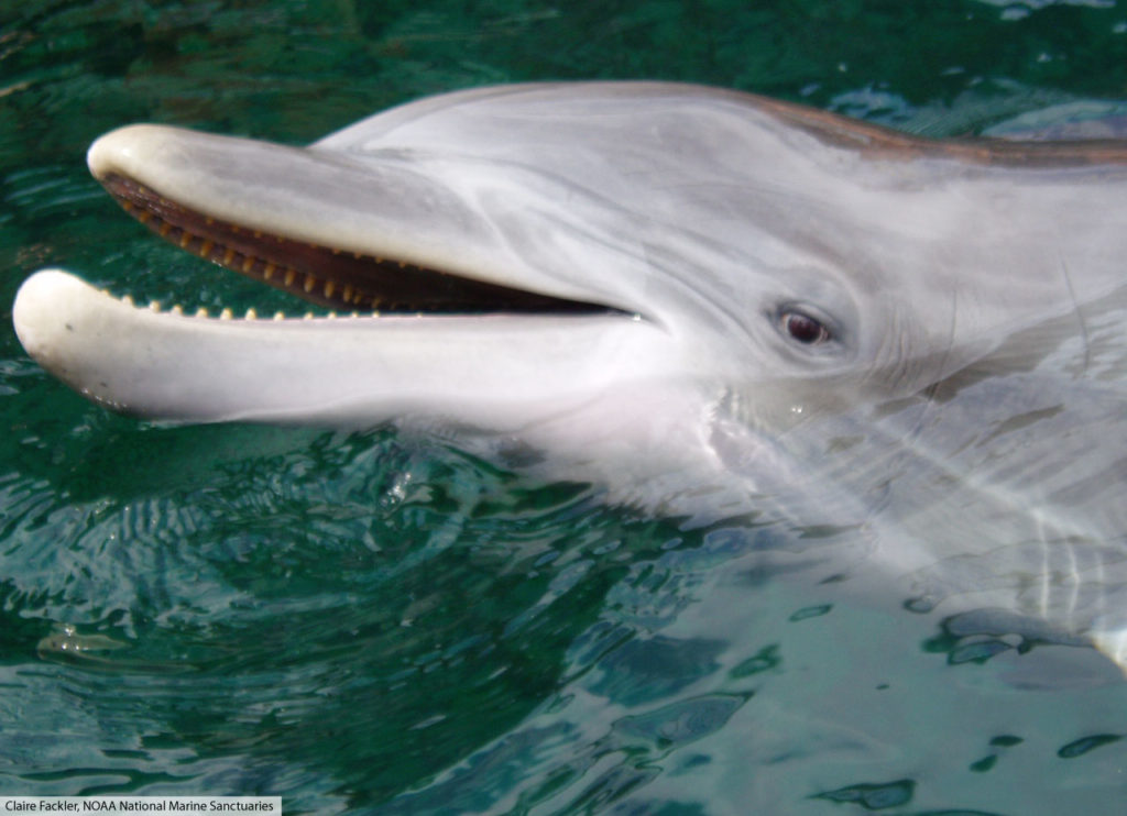 bottlenose dolphin face close up