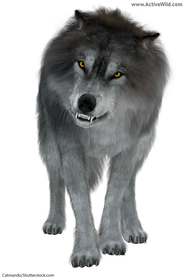 Dire Wolf Facts Pictures Information A Fearsome Prehistoric Carnivore