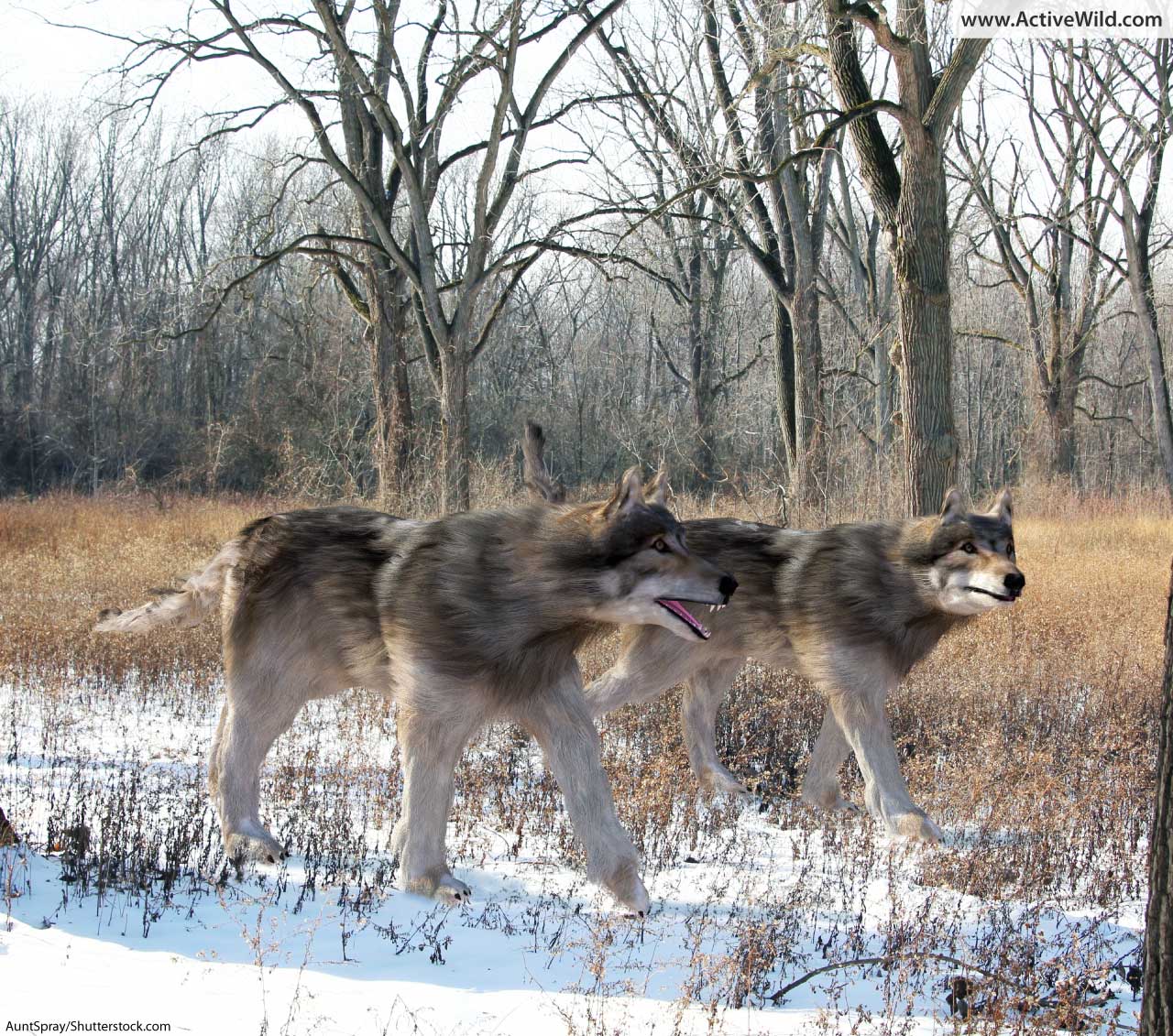 Dire Wolf Facts Pictures Information A Fearsome Prehistoric Carnivore