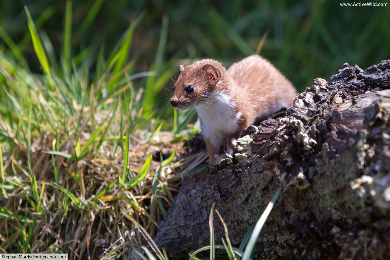 Stoat / Ermine / Short-Tailed Weasel Facts, Pictures & Information