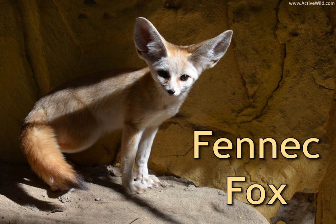 Fennec Fox Facts, Pictures & Information: African Desert Fox