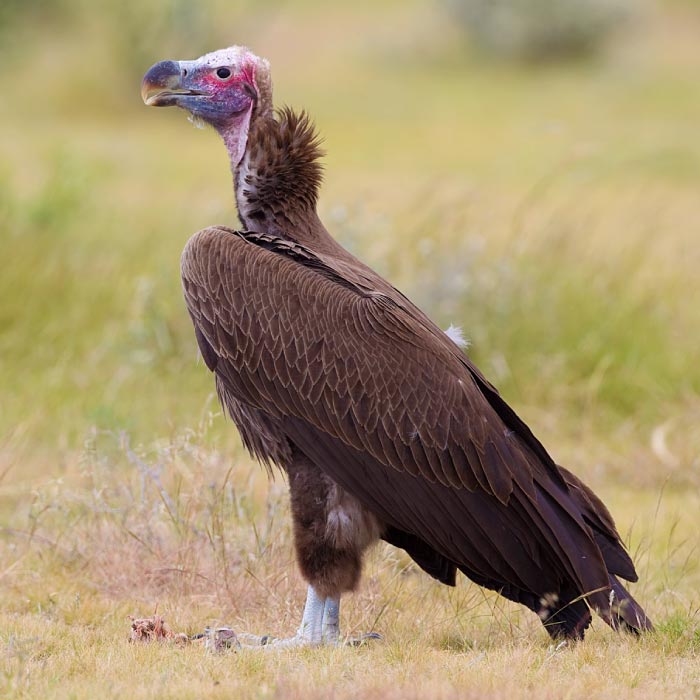 lappet-faced-vulture