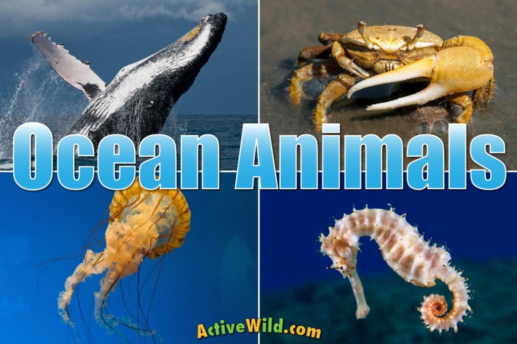 Ocean Animals For Kids & Adults: List Of Animals That Live In The Ocean