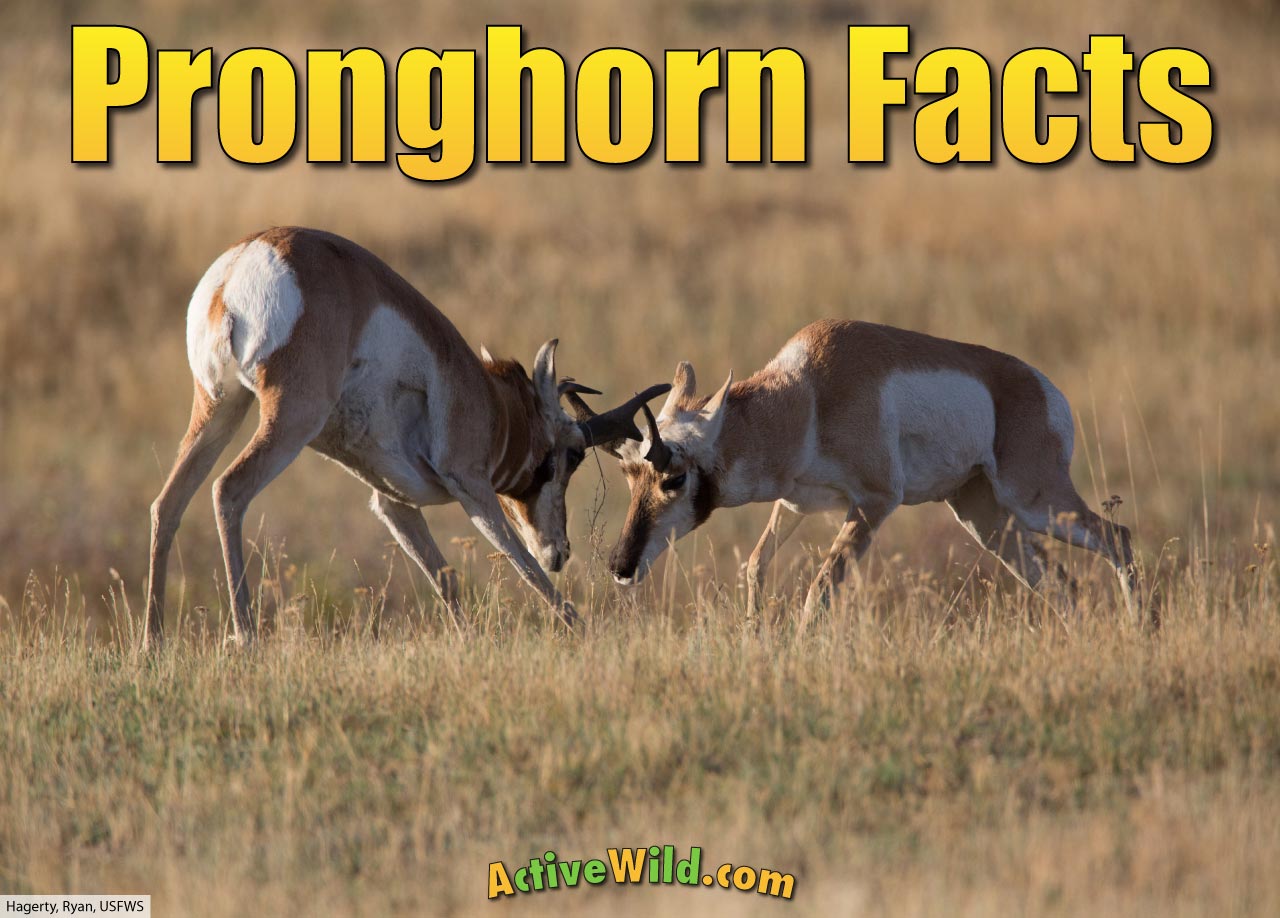 pronghorn facts