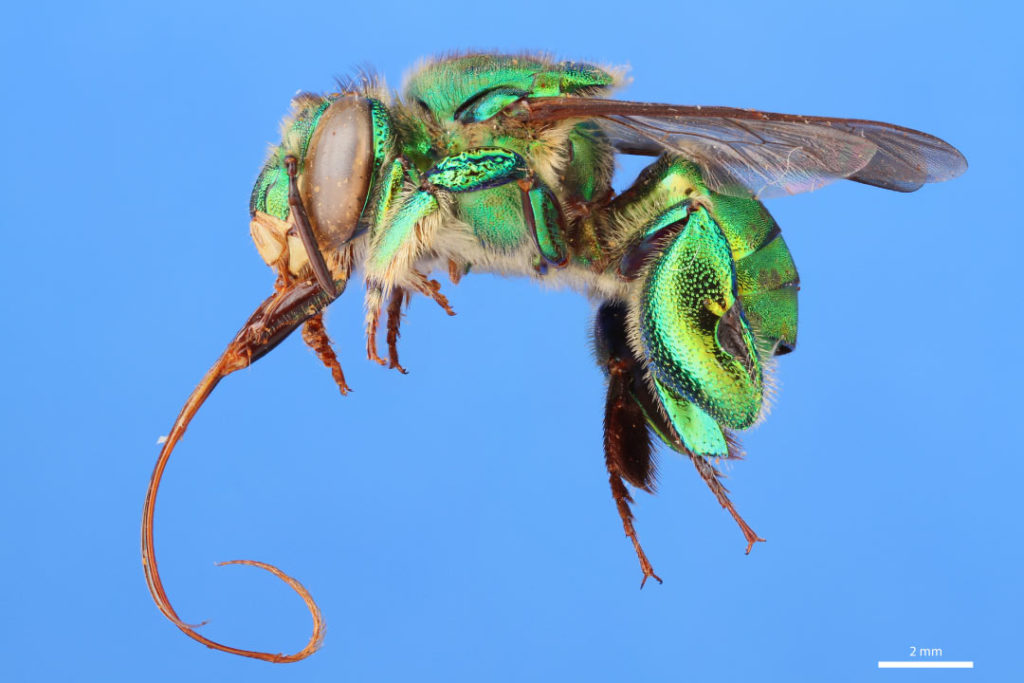 Rainforest Insects List Insects That Live In Rainforests Pictures Facts