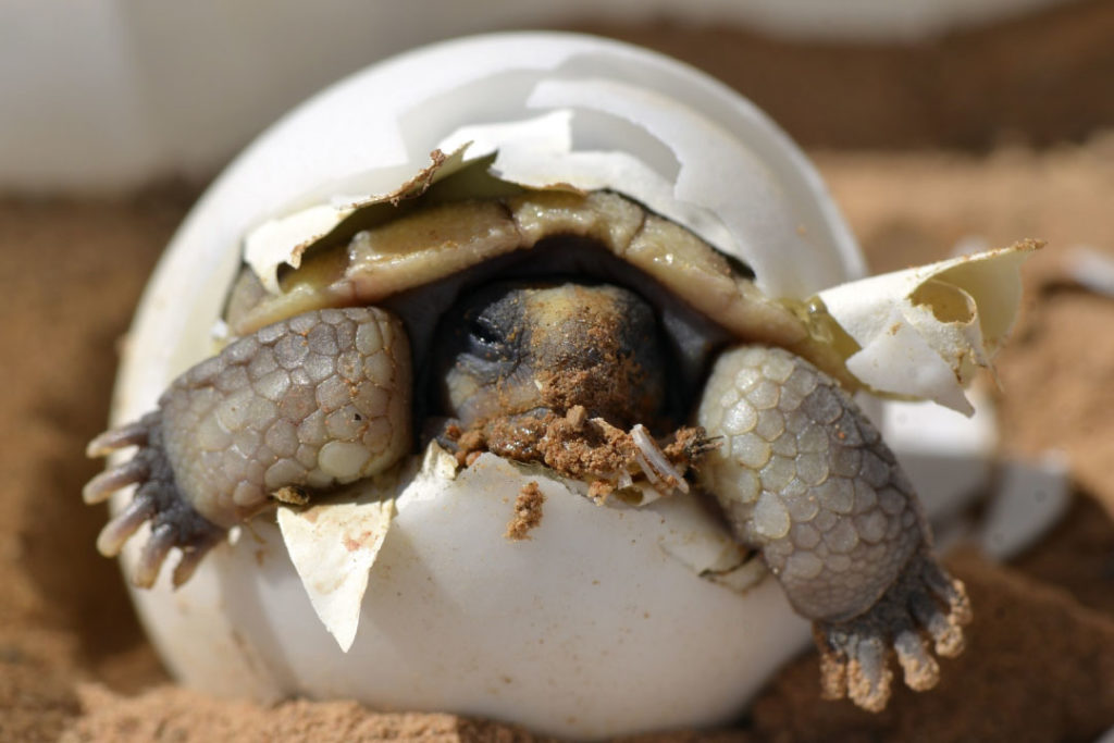 desert tortoise egg hatching