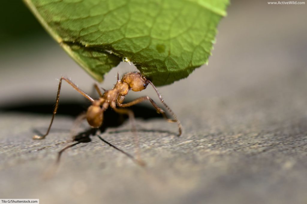 Rainforest Animals Leafcutter Ant