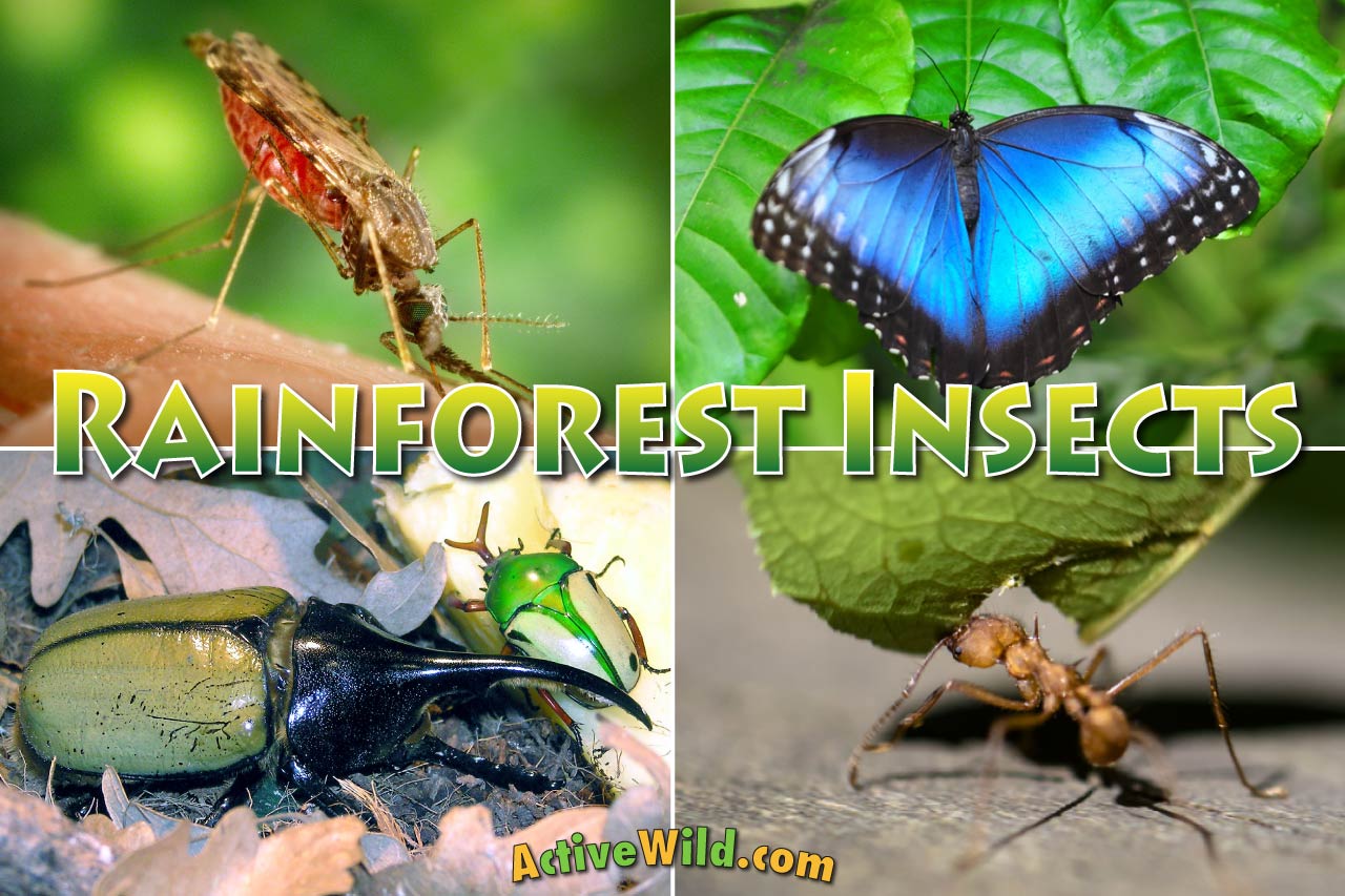 Amazon Rainforest Insects Pictures At Joyce Webb Blog