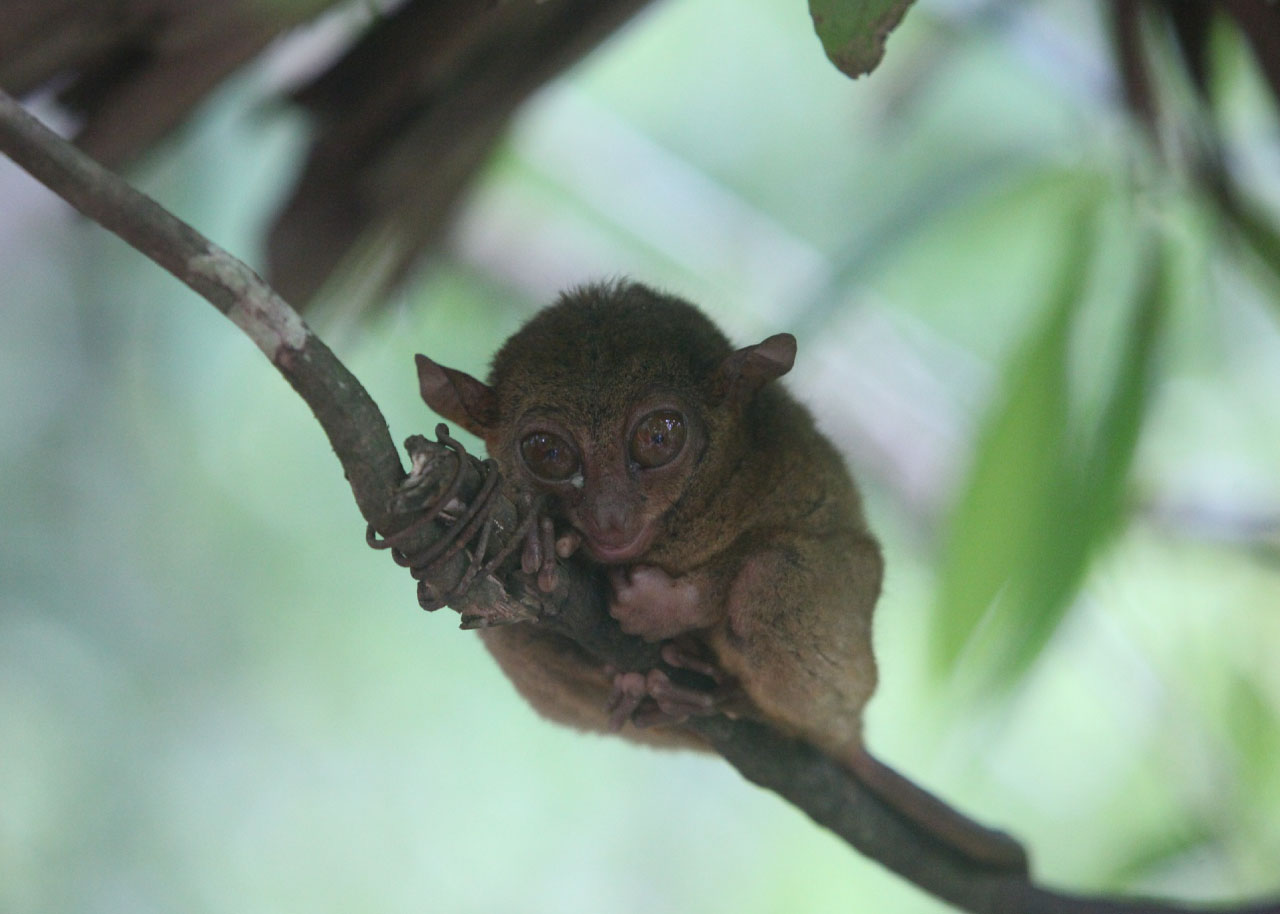 tarsier facts