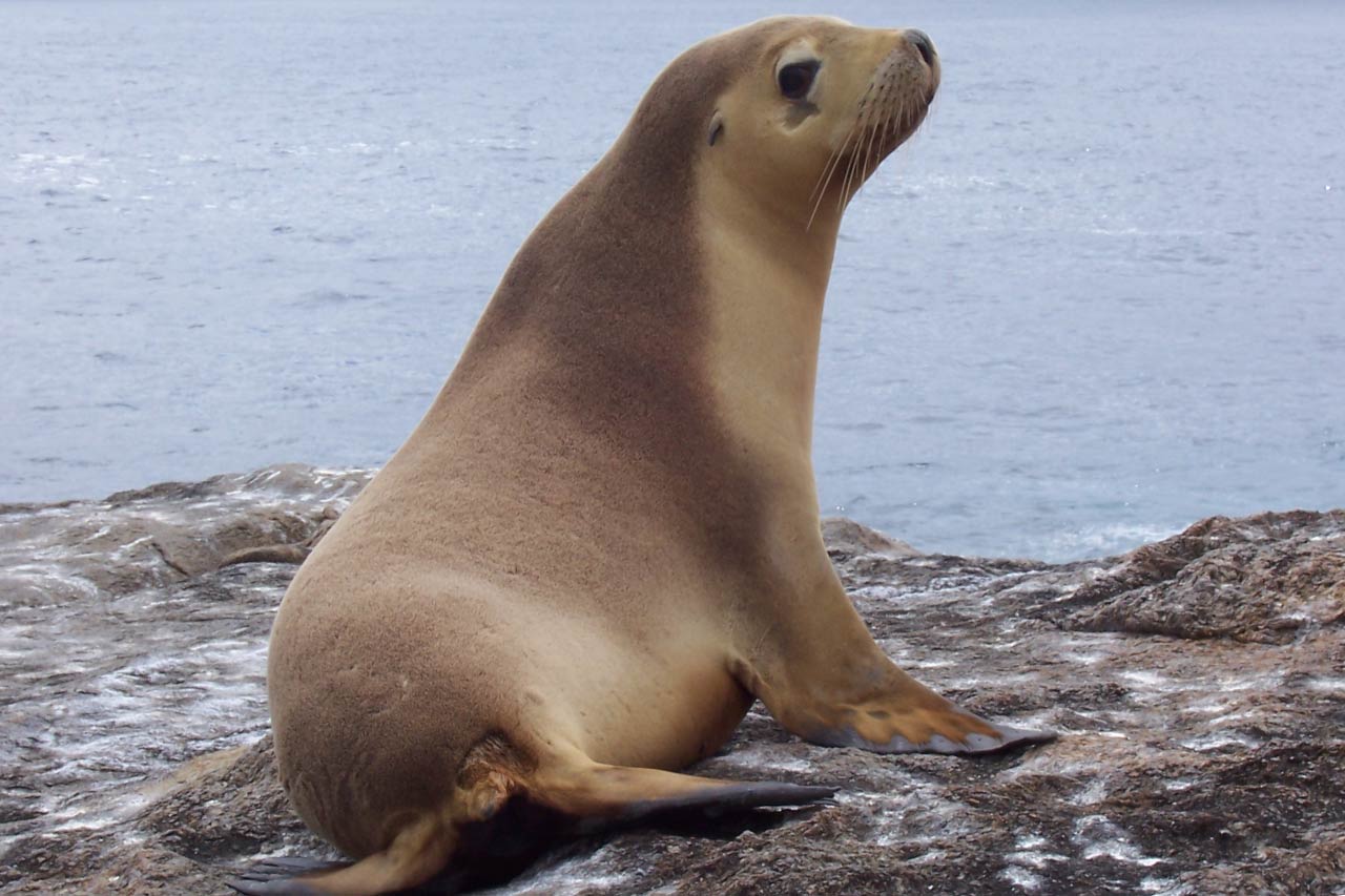 Australian Sea Lion Facts, Pictures, Video & In-Depth Information