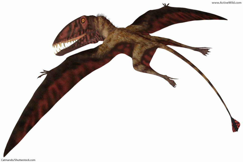 Dimorphodon