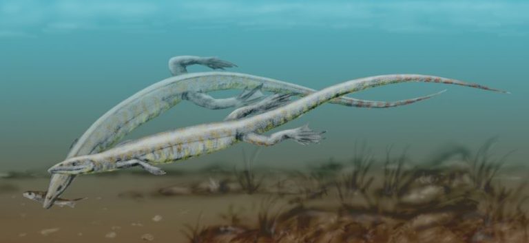 Jurassic Animals – A List Of Animals That Lived In The Jurassic Period