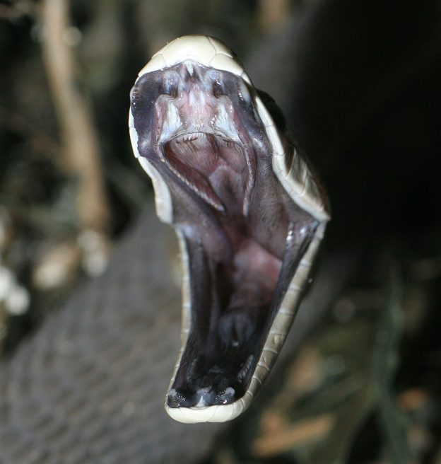 Photo inspiration: Visual Reference: Black Mamba Facts Pictures Information Venomous African Snake