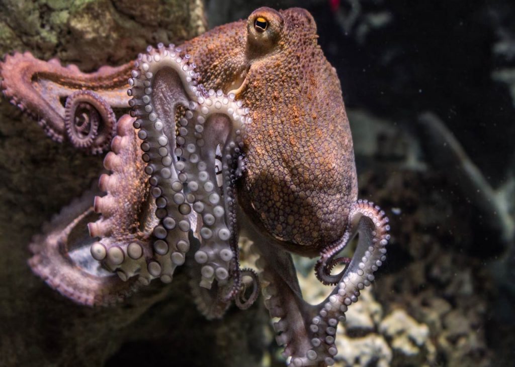 octopus suckers