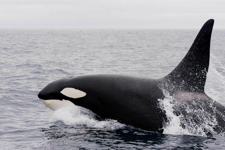 single killer whale with head shoulders and dorsal fin out of the water