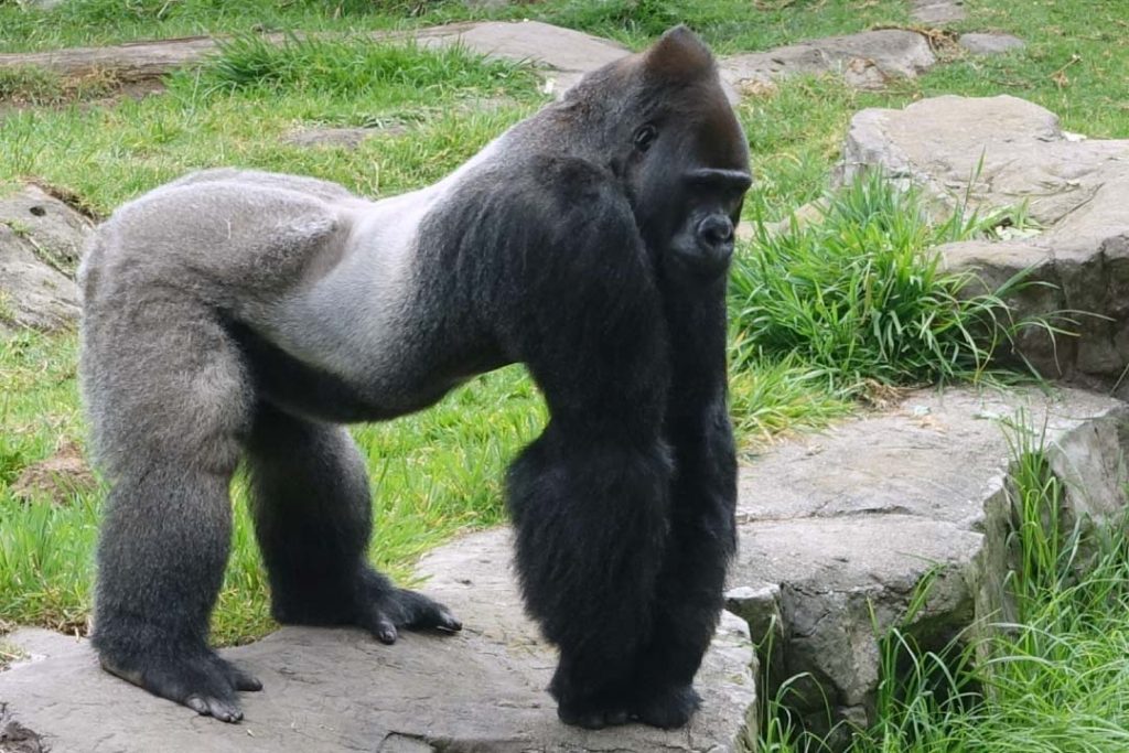 male western gorilla