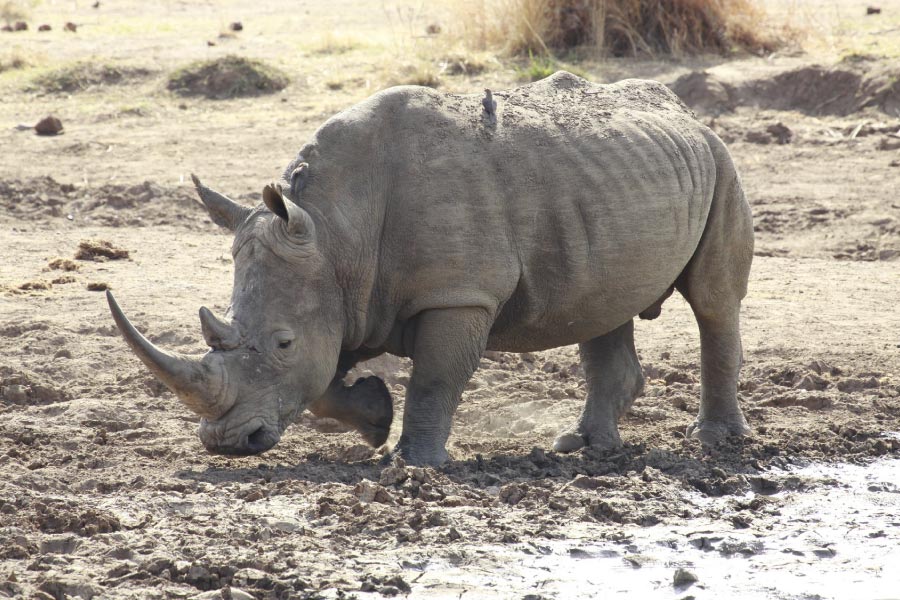 rhino in mud