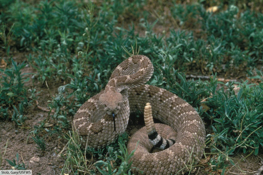 western diamondback rattlesnake facts