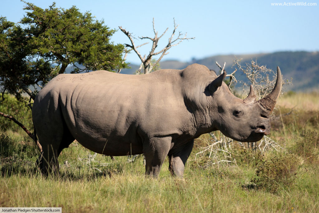 White Rhinoceros Facts, Pictures & Info For Kids & Adults.